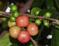 batoko plum